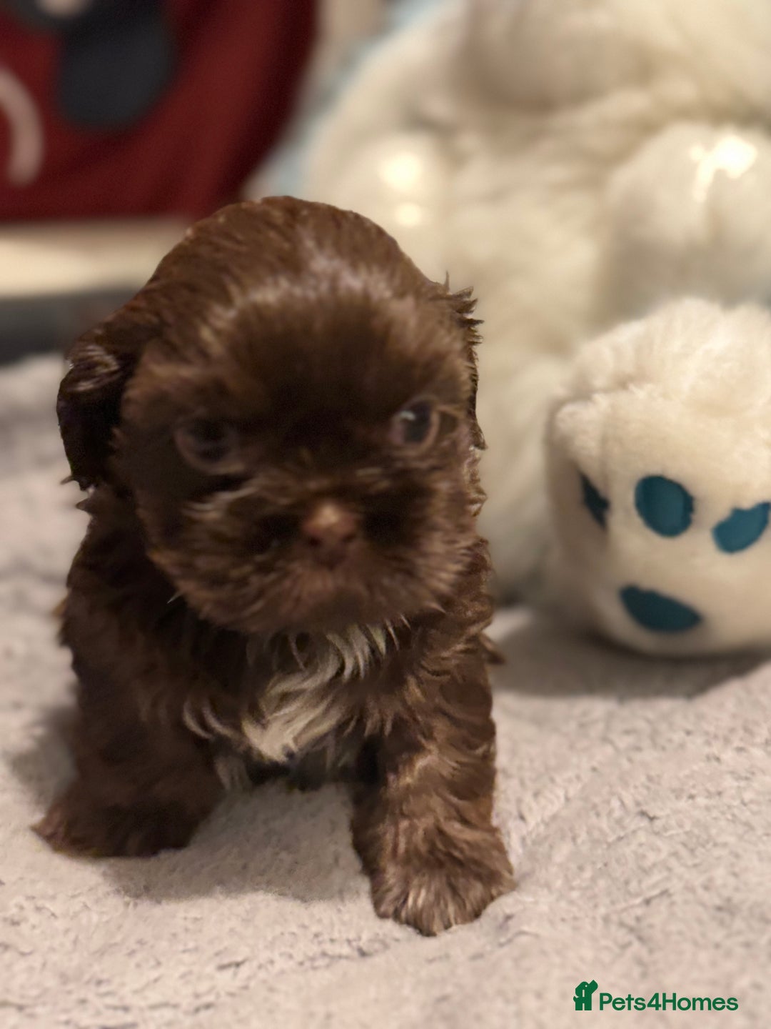 Shih Tzu dogs for sale: Shih Tzu  - Advert 20