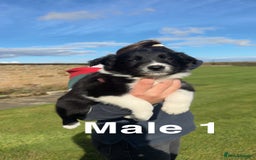 Border Collie dogs for sale: Superb litter of purebred Border Collie puppies  - Image 8