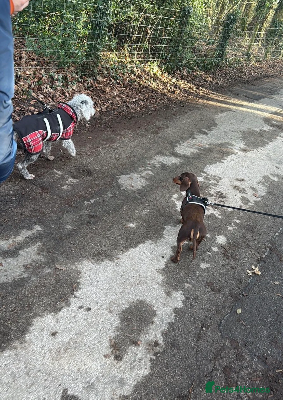 Miniature Dachshund dogs for sale: Todd 🐶 in Accrington - Advert 5