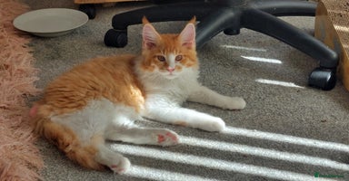Maine Coon cats - Advert 7