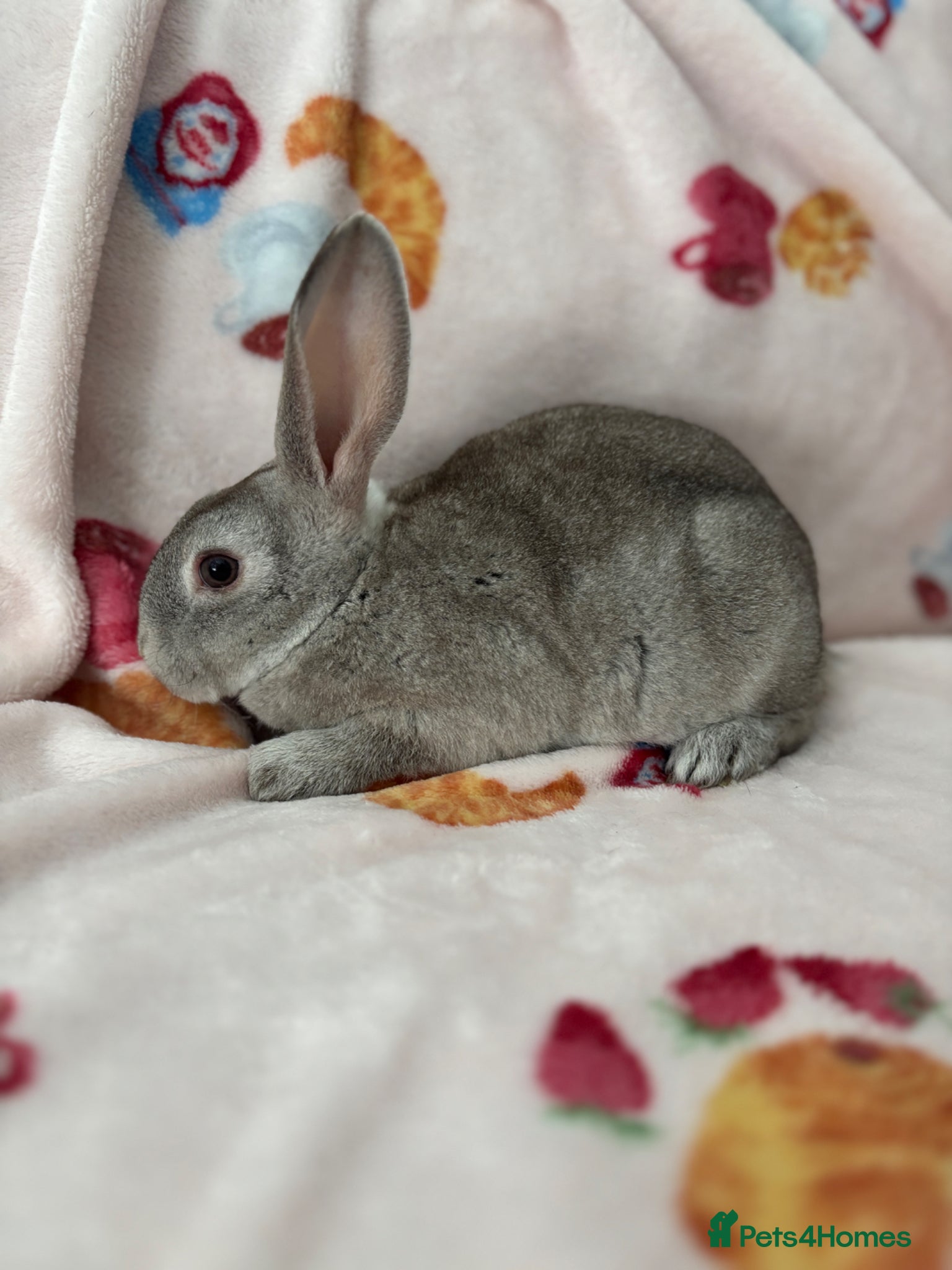 Rex rabbits ✨Mini Rex babies READY NOW! ✨  - Advert 1