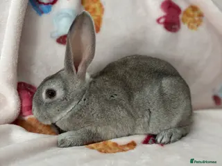 Rex rabbits ✨Mini Rex babies READY NOW! ✨ - Advert 1