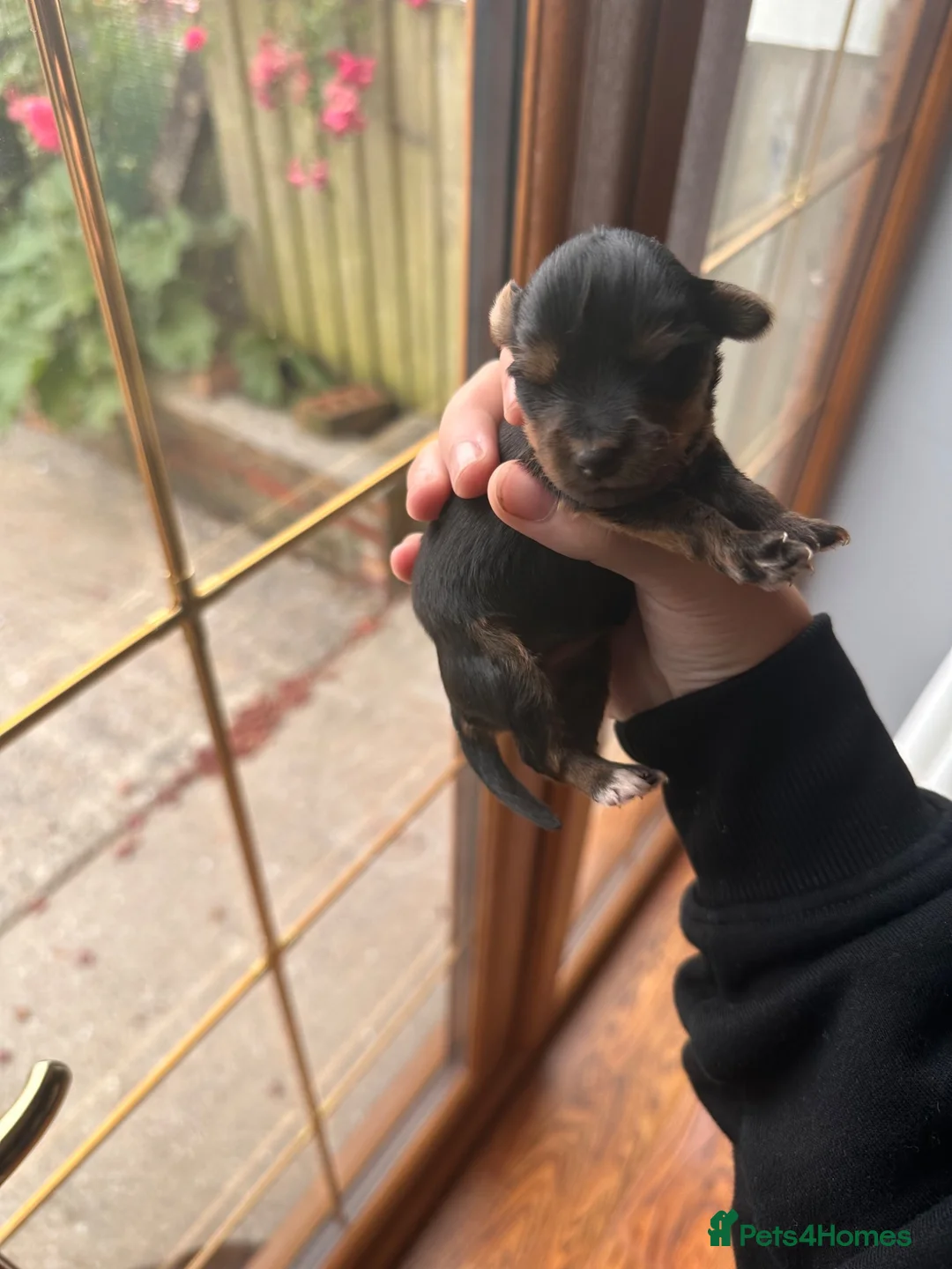 Yorkshire Terrier dogs for sale: Miniature Yorkshire terrier  - Advert 2