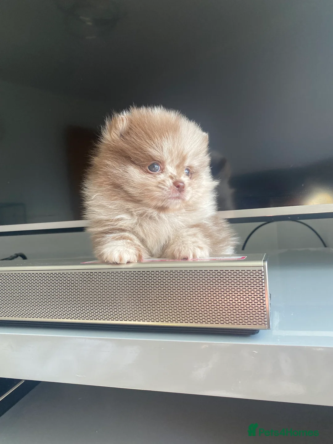 Pomeranian dogs for stud: 🏆 LOTS of champion lines, tiny teddy bear 🧸 in Leeds - Advert 26