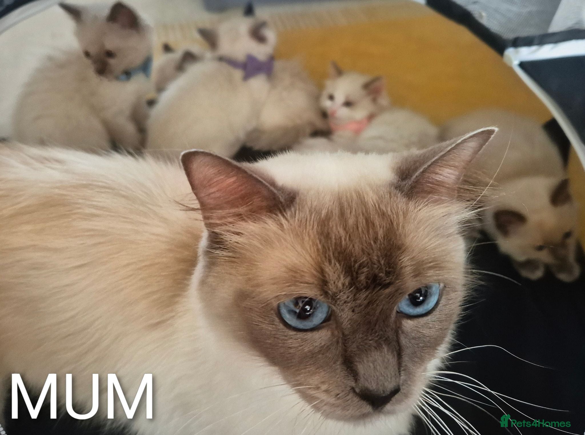 Ragdoll cats 😻 Ragdoll Kitten 😻 - Advert 1