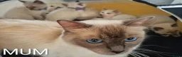 Ragdoll cats for sale: 😻 Ragdoll Kitten 😻 - Advert 1