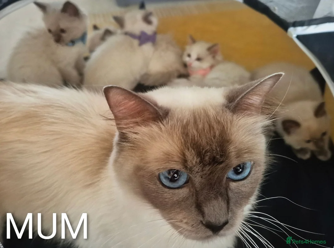 Ragdoll cats for sale: 😻 Ragdoll Kitten 😻 - Advert 1