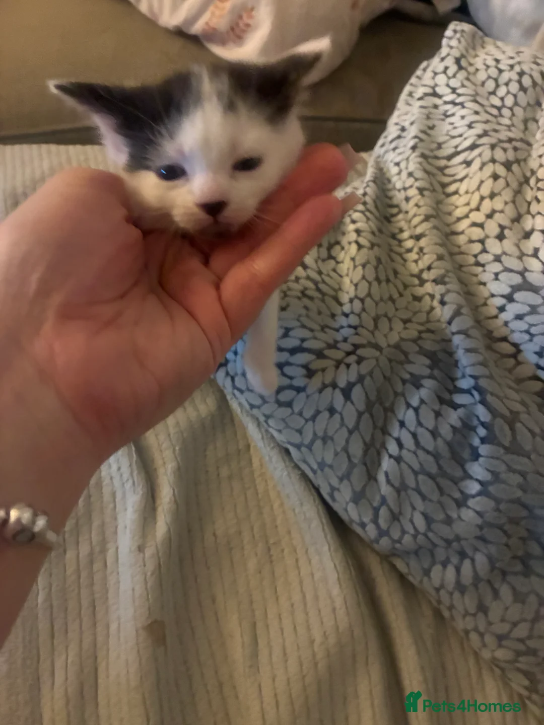 Turkish Angora cats for sale: Beautiful Turkish angora kitten  - Advert 7