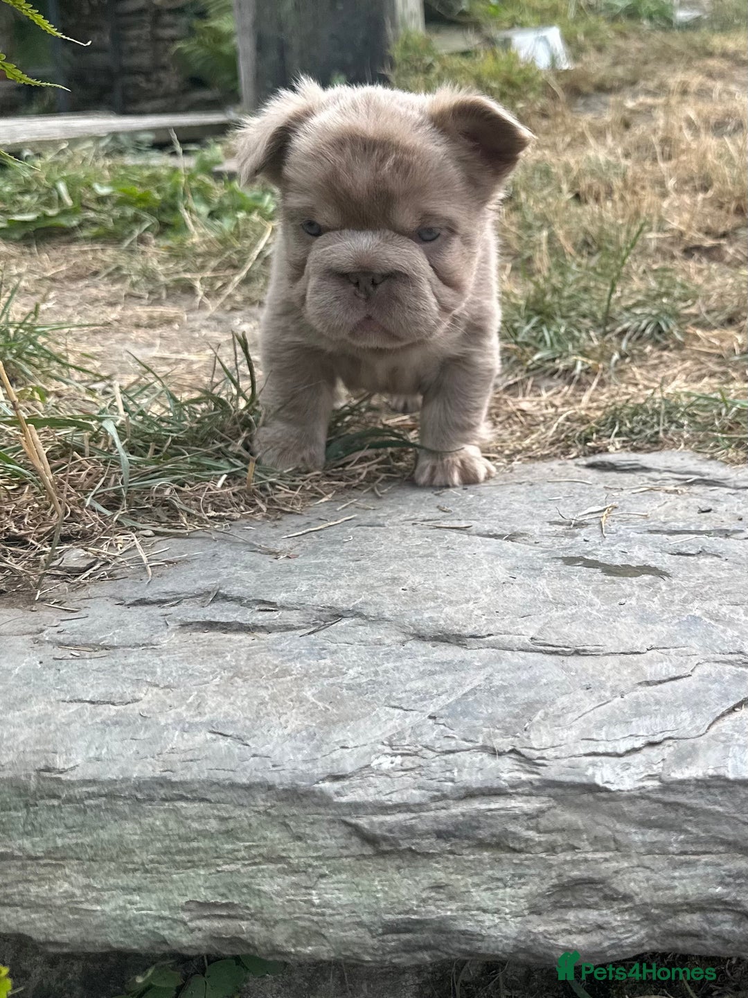 French Bulldog dogs for sale: 7 fluffy French Bulldogs puppies - Image 8