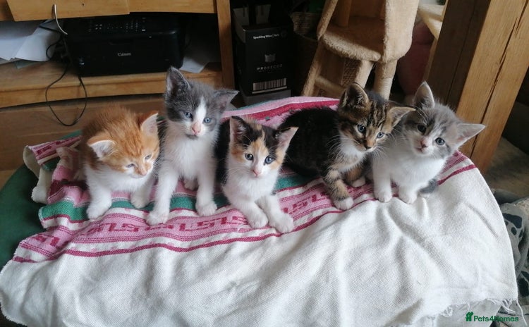 Maine Coon cats - Advert 1