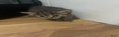 Bengal 3