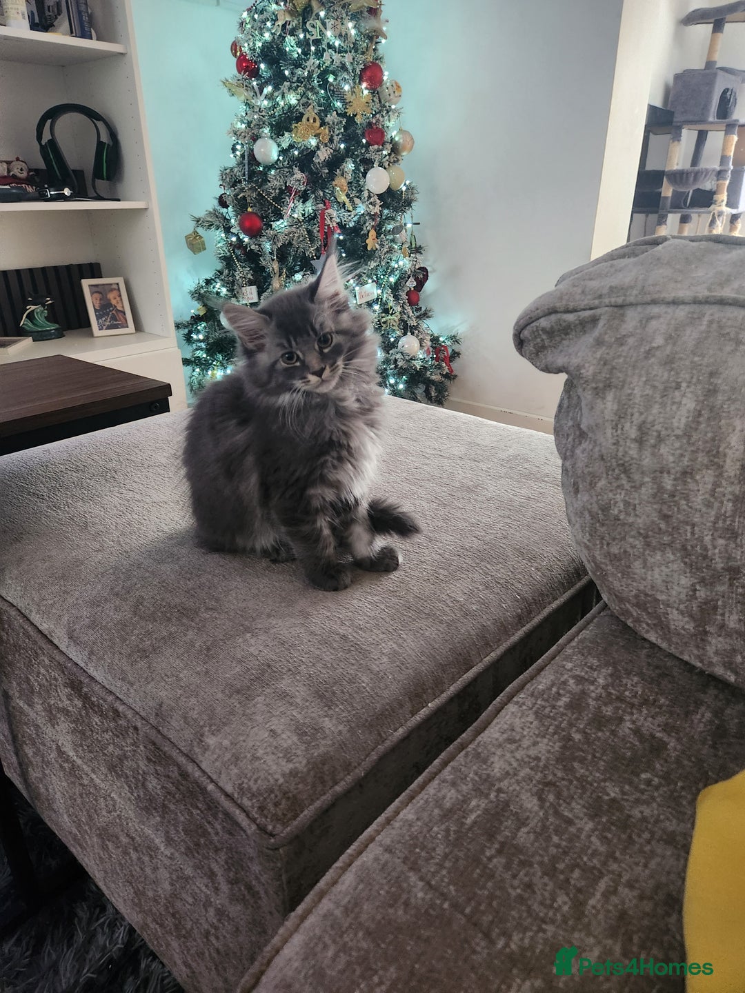 Maine Coon cats for sale: 1 female Maine coons ready to leave now  - Advert 5