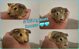 Guinea Pig rodents for sale: Beautiful Guinea Pigs  - Image 1