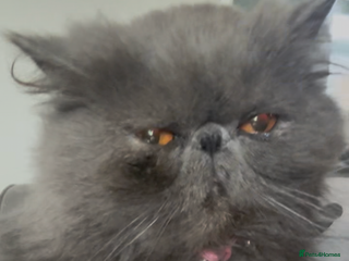Persian cats ✨Blue female Persian GCCF✨ - Advert 18