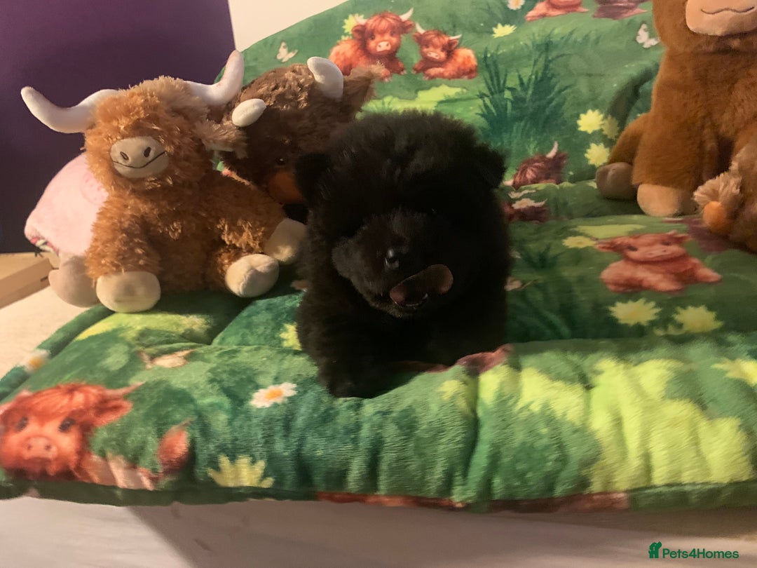 Chow Chow dogs for sale: 5 Chow Chow Puppies - Image 19