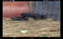 Pig livestock for sale: Ronnie and reggie  - Image 9