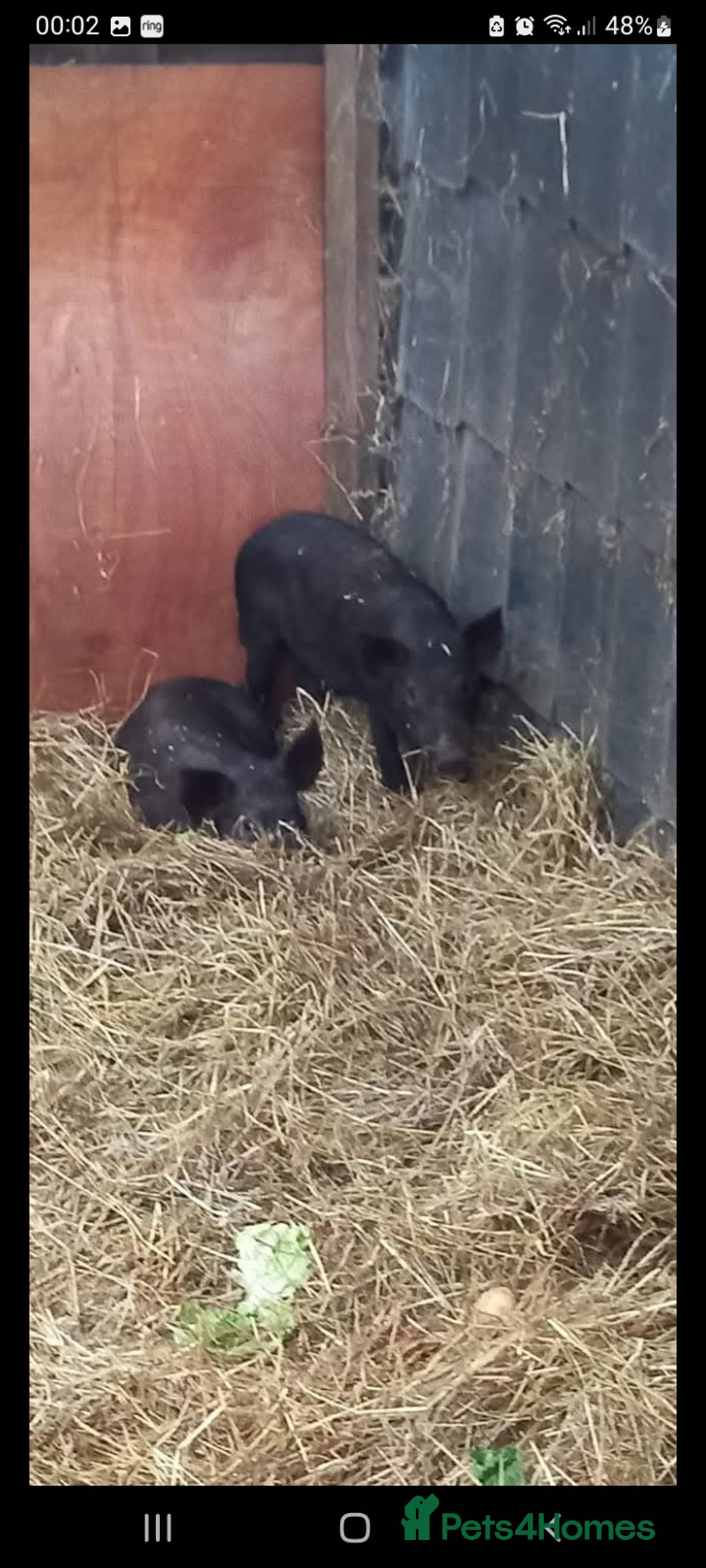 Pig livestock for sale: Ronnie and reggie  - Image 9