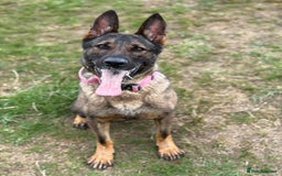 German Shepherd dogs for sale: Rehoming my GSD-loving, committed home only. - Image 1