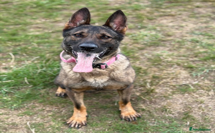 German Shepherd dogs - Advert 1