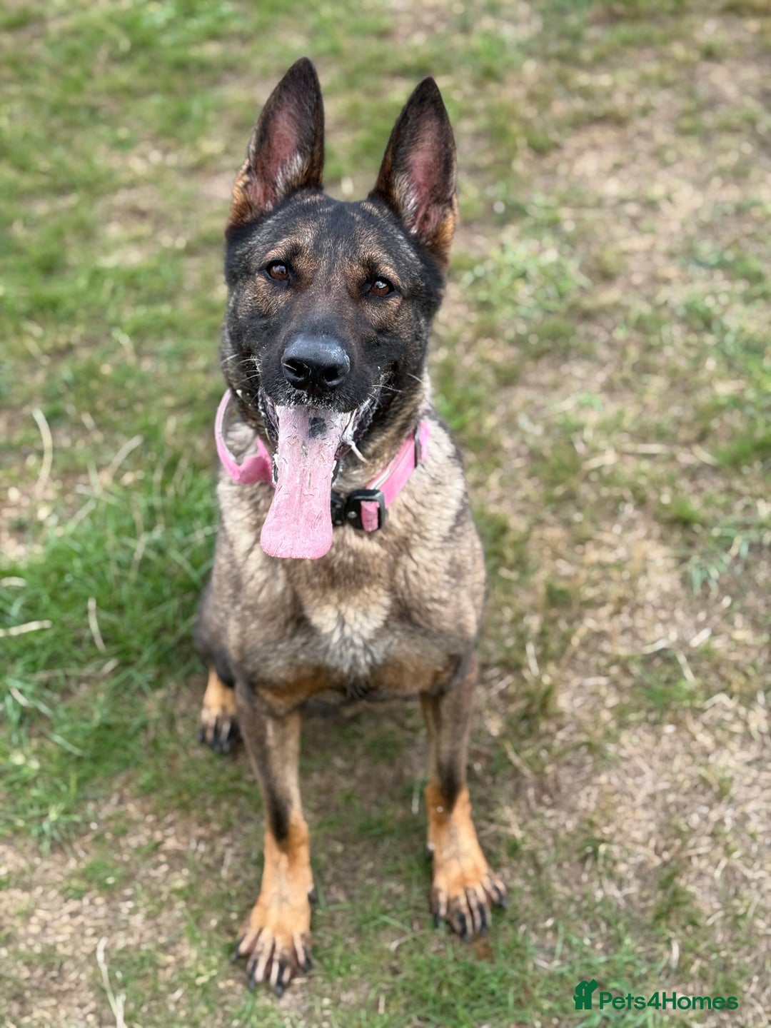 German Shepherd dogs for sale: Rehoming my GSD-loving, committed home only. - Image 1