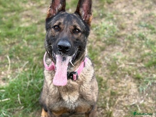 German Shepherd dogs - Advert 22
