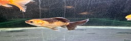 Goldfish fish for sale: Young Oranda Fancy goldfish for sale  - Advert 5