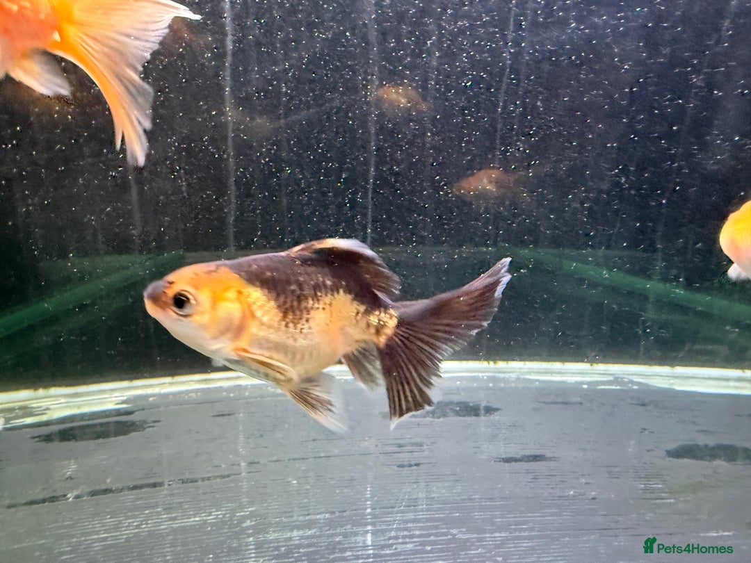 Goldfish fish for sale: Young Oranda Fancy goldfish for sale  - Advert 5