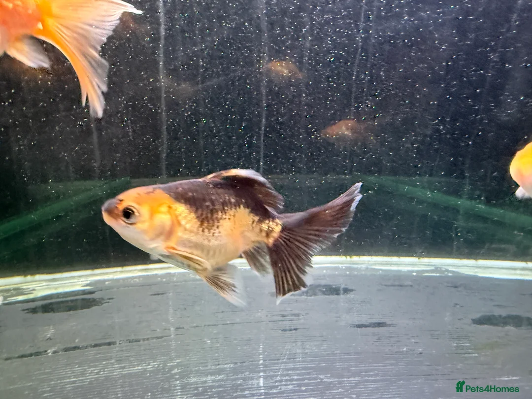 Goldfish fish for sale: Young Oranda Fancy goldfish for sale  - Advert 5