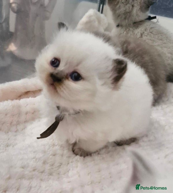 British Shorthair cats GCCF registered British shorthair and longhair - Advert 13