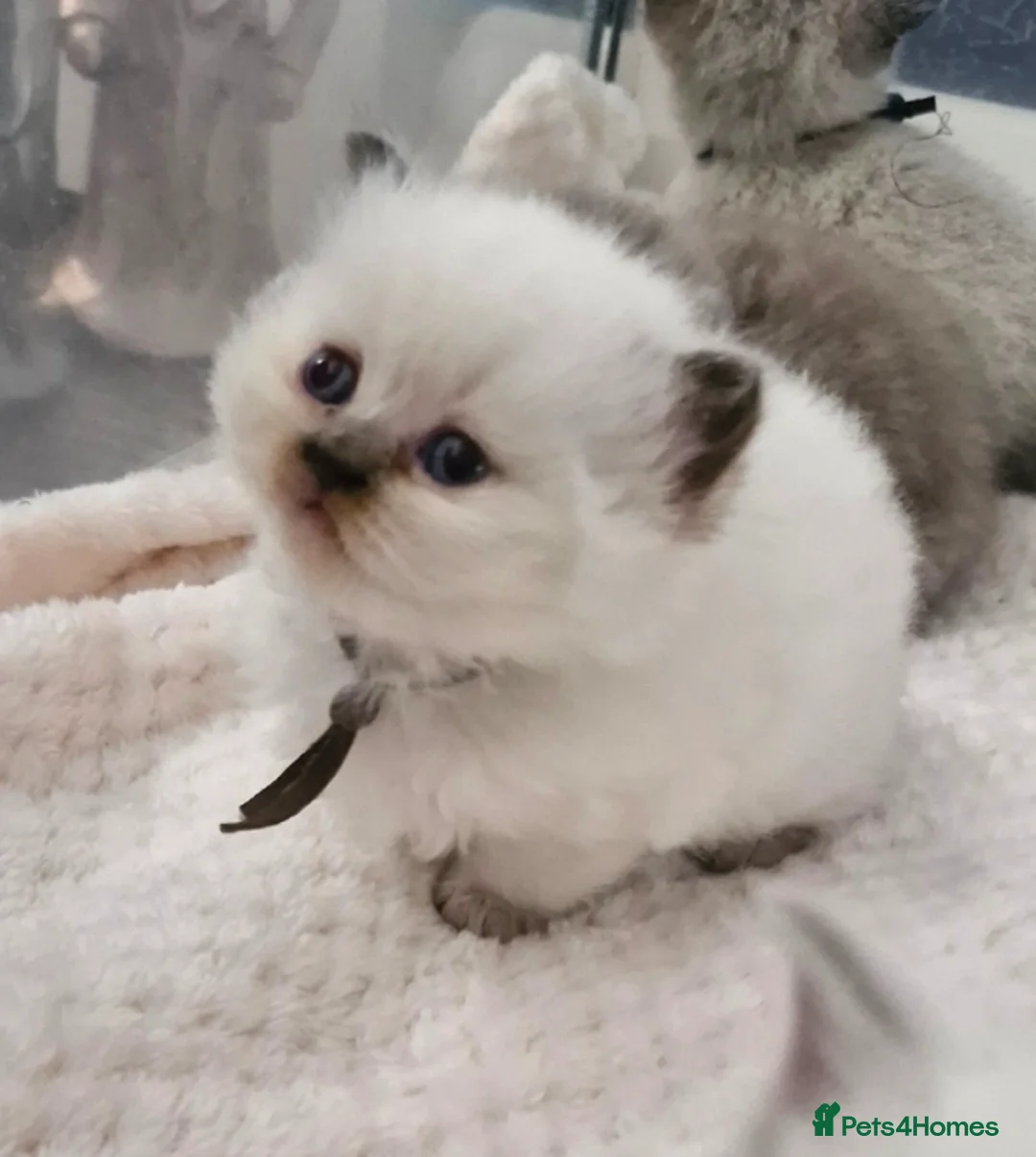 British Shorthair cats for sale: GCCF registered British shorthair and longhair - Advert 6