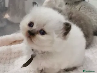 British Shorthair cats GCCF registered British shorthair and longhair - Advert 13