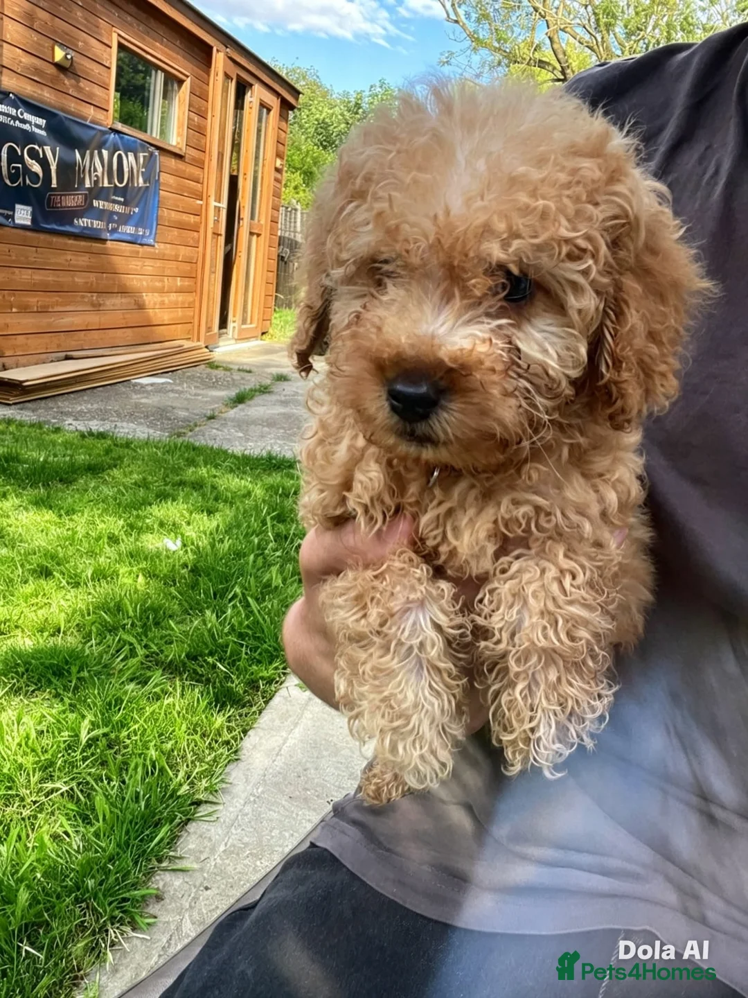 Labradoodle dogs for sale: Miniature labradoodle ready for their forever home - Advert 2
