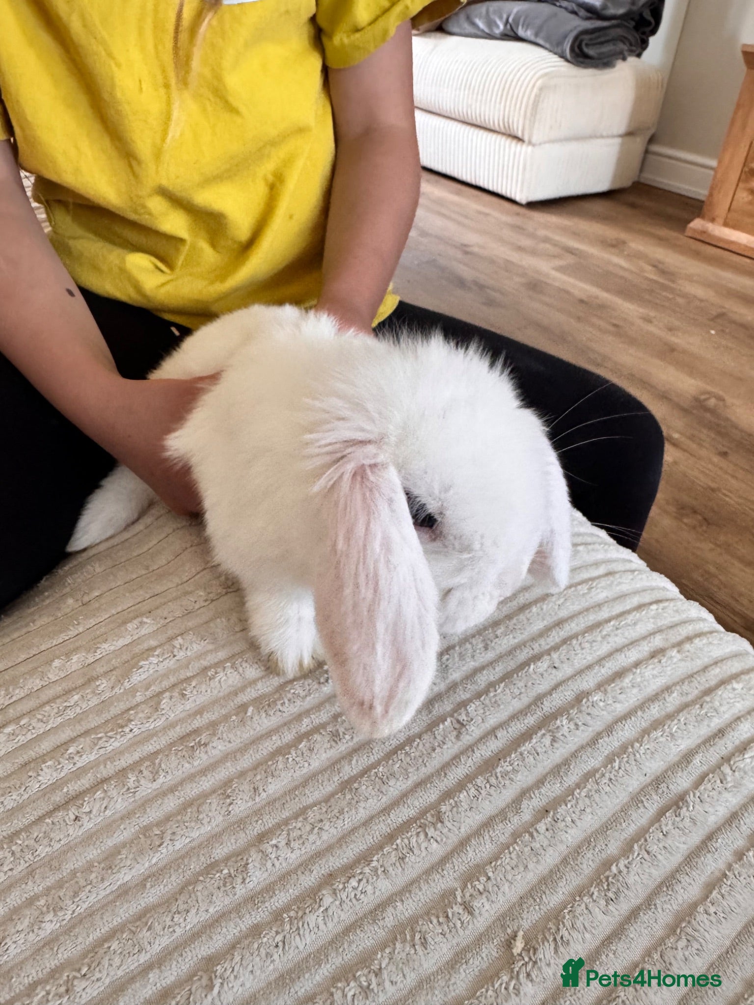 Mini Lop rabbits Pure bred Mini lop rabbit - Advert 1