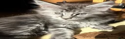 Maine Coon cats for sale: Maine Coon kittens, pure bred, TICA registered - Advert 5