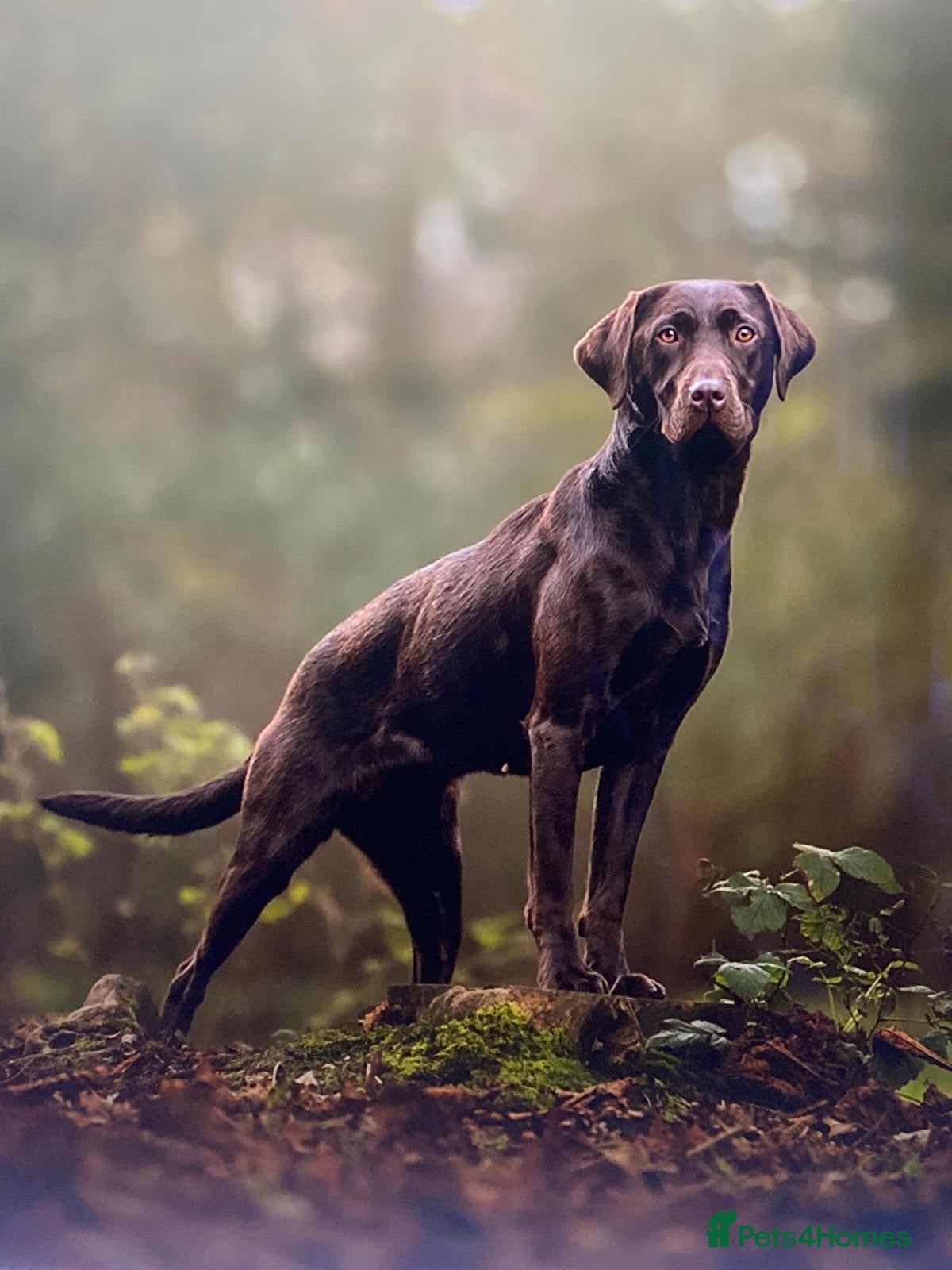 Labrador Retriever dogs Extensively Health Tested Chocolates  - Advert 5