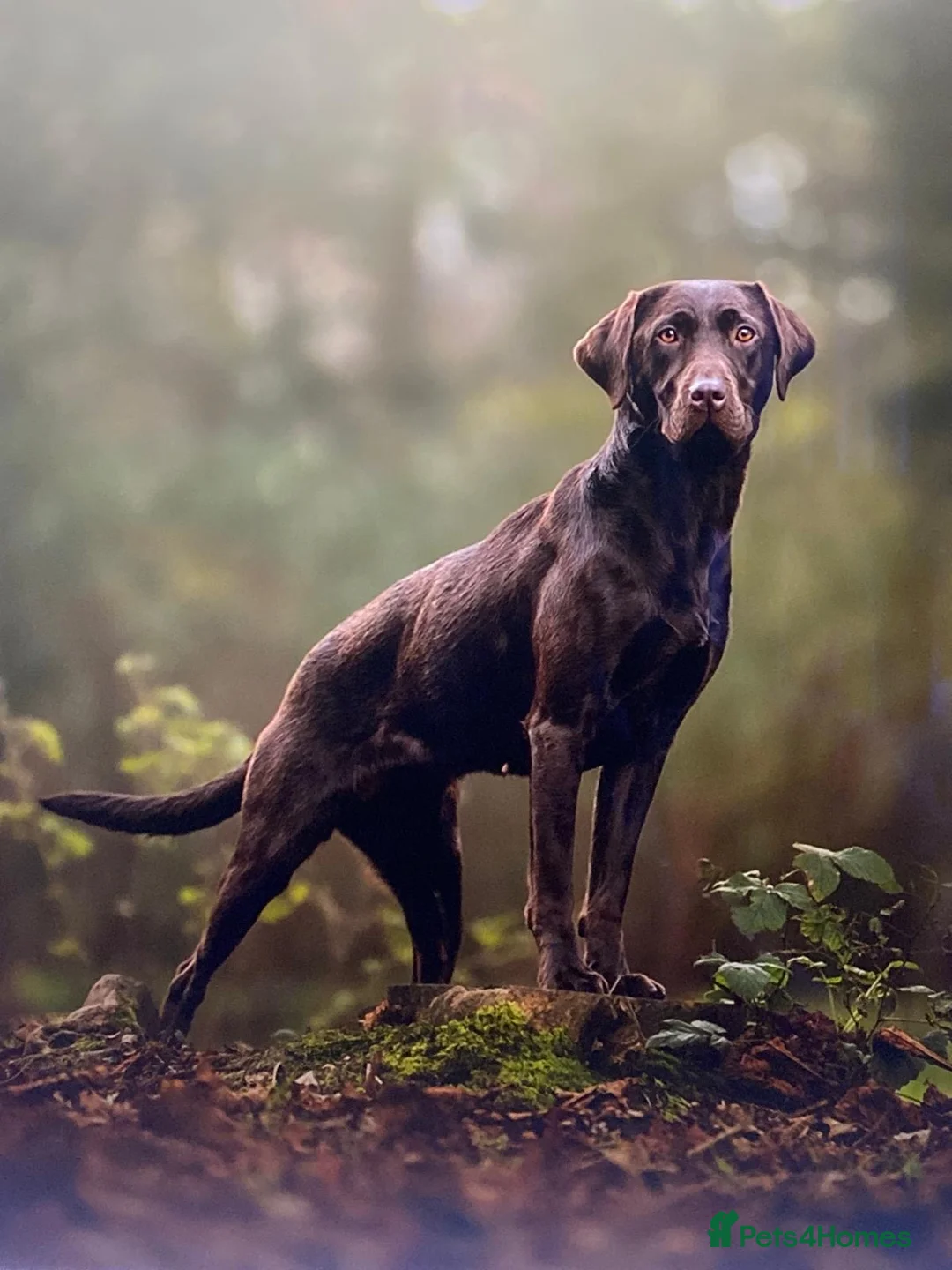 Labrador Retriever dogs for sale: Extensively Health Tested Chocolates  - Advert 14