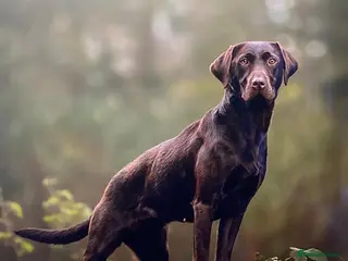 Labrador Retriever dogs Extensively Health Tested Chocolates - Advert 5