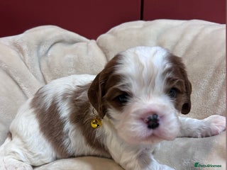 Cavalier King Charles Spaniel dogs King Charles, 1 Blenheim Puppy Available - Advert 4