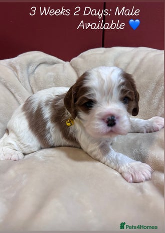 Cavalier King Charles Spaniel dogs King Charles, 1 Blenheim Puppy Available - Advert 1