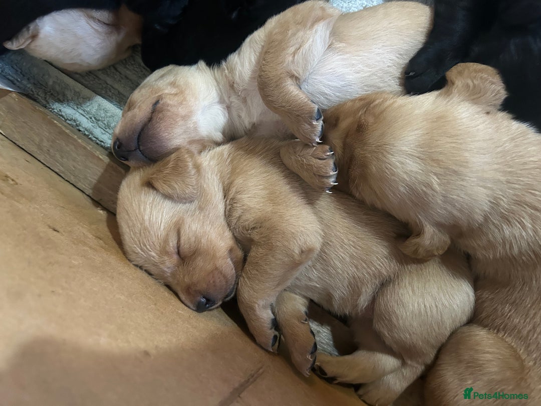 Labrador Retriever dogs for sale: Labrador Retrievers - Kennel Club Registered - Image 2