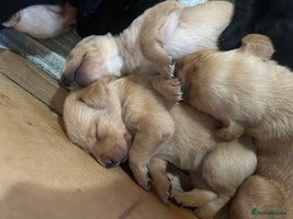 Labrador Retriever dogs - Advert 13