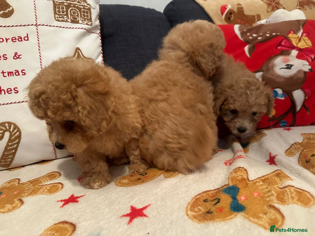 Maltipoo dogs for sale: Stunning Toy Maltipoo pups ❤️ ready on Wednesday! - Advert 21