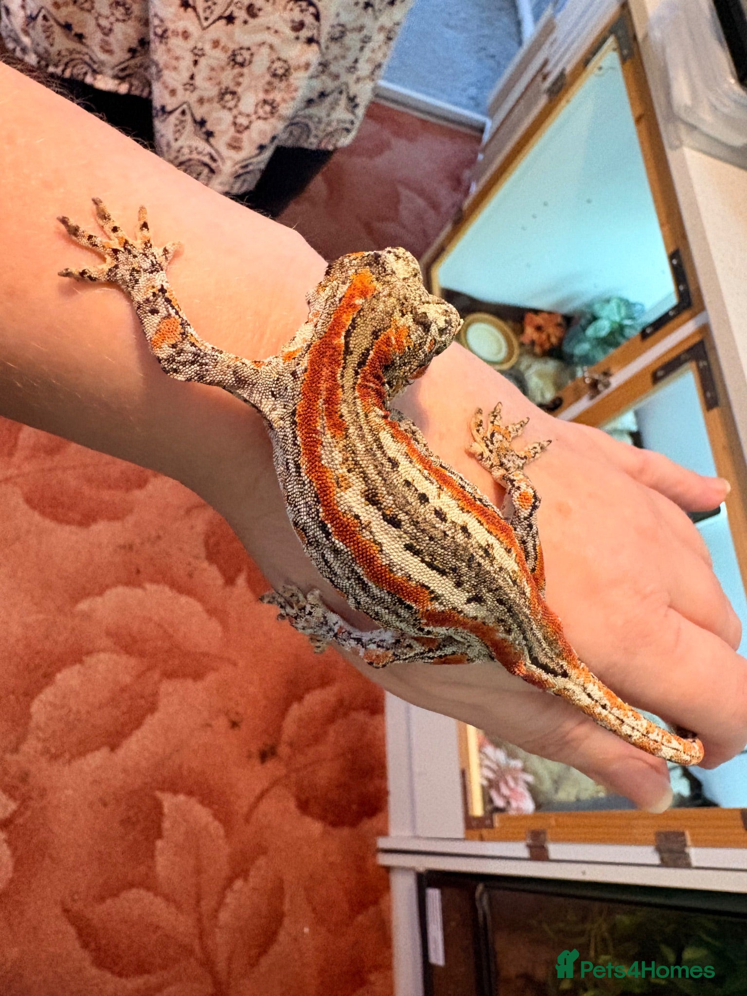 Gecko reptiles Female red striped gargoyle gecko adult  - Advert 6