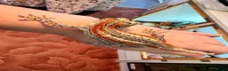 Gecko reptiles for sale: Female red striped gargoyle geckos x2 adult  - Advert 2