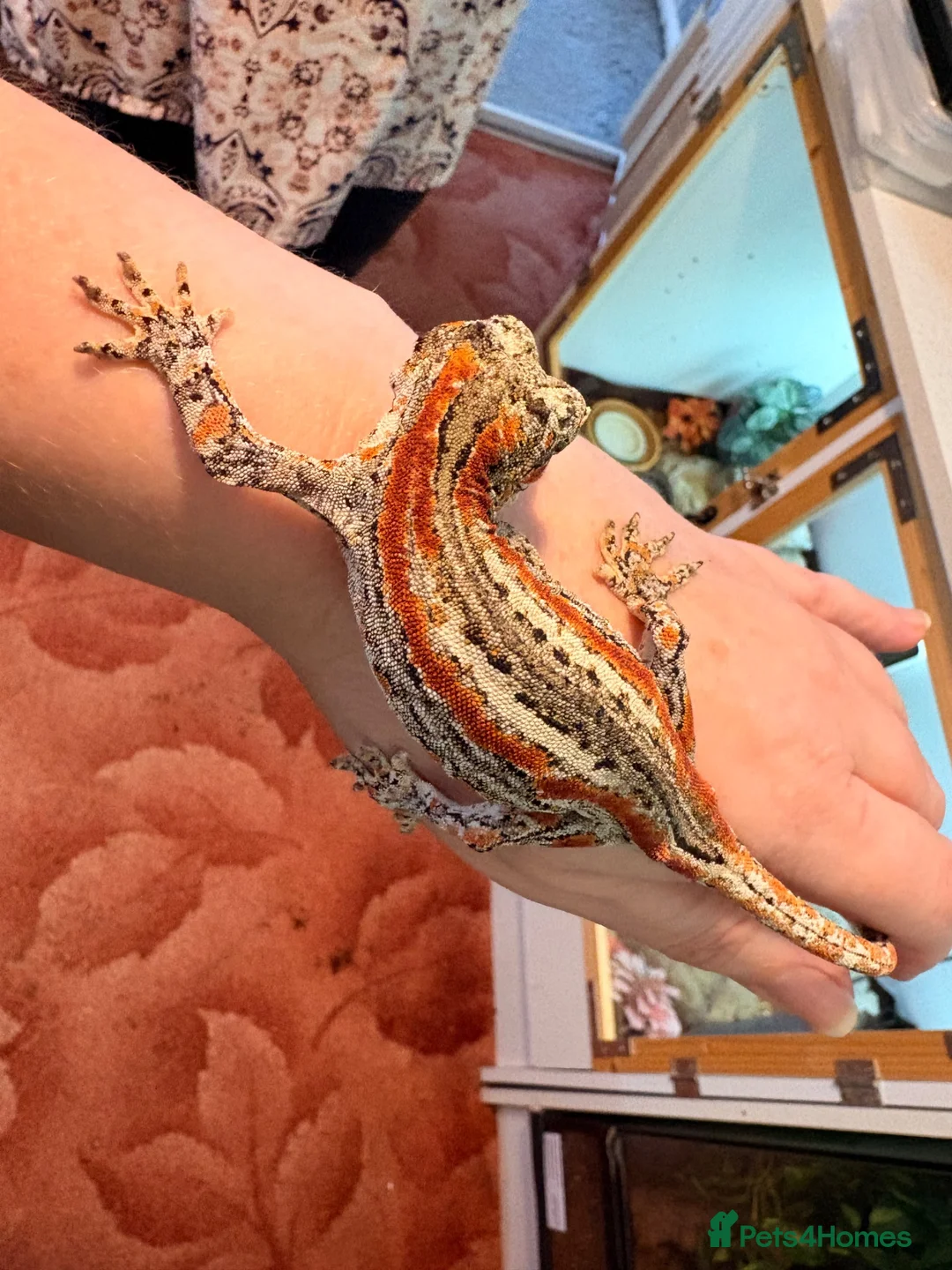 Gecko reptiles for sale: Female red striped gargoyle geckos x2 adult  - Advert 2