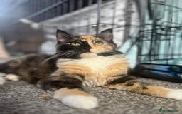 Chantilly-Tiffany cats for sale: Chantilly Tiffany/ragdoll  - Image 1