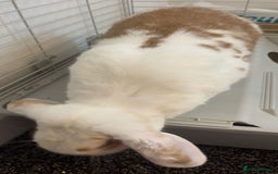 French Lop rabbits for sale: Name is Honey.  - Image 3
