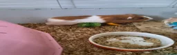 Mixed Breed rabbits for sale: Rabbits and guinea pigs  - Advert 6