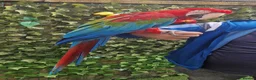 Budgerigars birds for sale: Tame Greenwing Macaw - Advert 6
