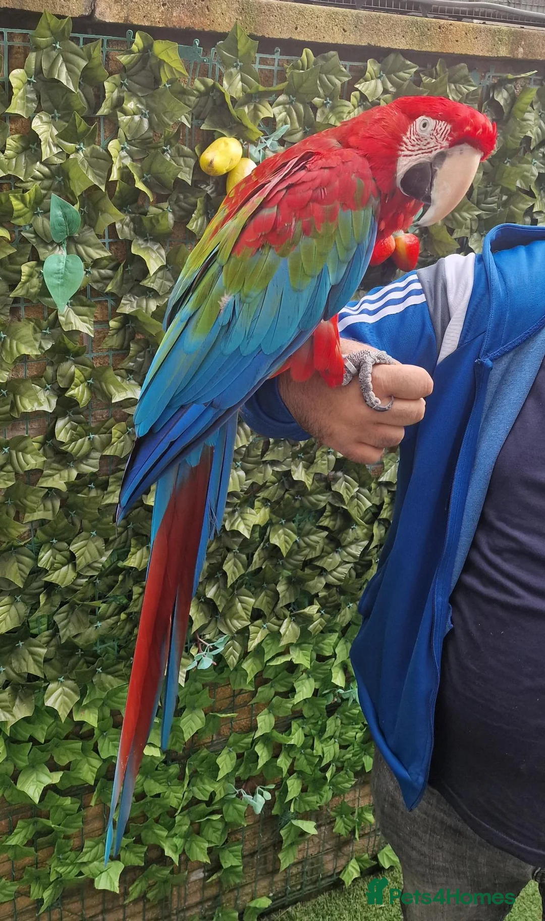 Budgerigars birds for sale: Tame Greenwing Macaw - Advert 6